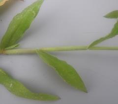 Urochloa panicoides