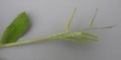 Urochloa panicoides