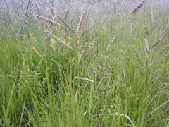 Urochloa trichopus
