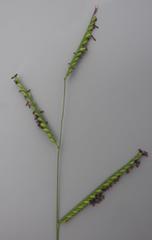 Urochloa trichopus