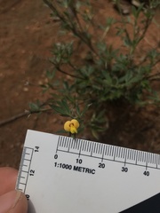 Stylosanthes fruticosa