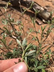 Stylosanthes fruticosa