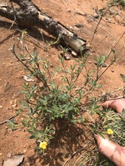 Stylosanthes fruticosa