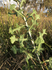 Lactuca serriola