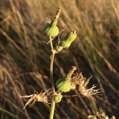 Lactuca serriola