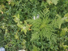 Ambrosia artemisiifolia