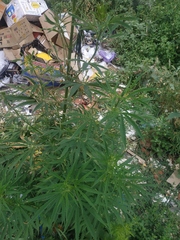 Cannabis sativa