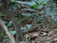 Urosphena squameiceps