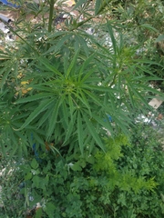 Cannabis sativa