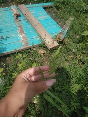 Echinochloa crus-galli