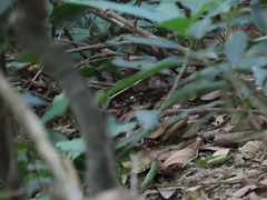 Urosphena squameiceps