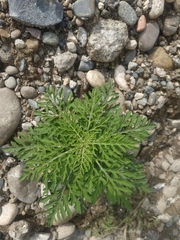 Ambrosia artemisiifolia