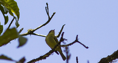 Phyllomyias