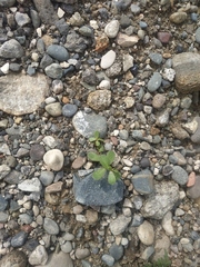 Portulaca oleracea