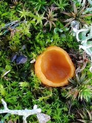 Neottiella