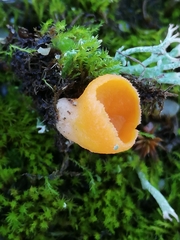 Neottiella