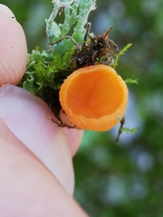 Neottiella