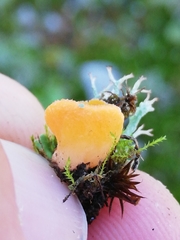 Neottiella