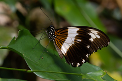 Papilio cyproeofila