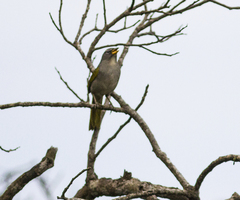 Embernagra longicauda