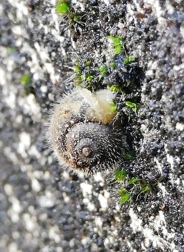 Ponentina revelata