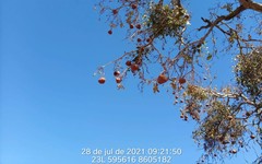 Magonia pubescens