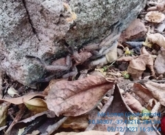 Dolichothele exilis