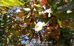 Magonia pubescens