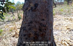 Magonia pubescens