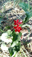 Oxypetalum coccineum
