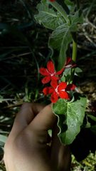 Oxypetalum coccineum