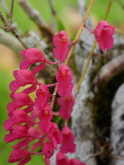 Rodriguezia lanceolata