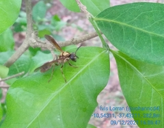 Polybia chrysothorax