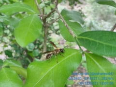 Polybia chrysothorax