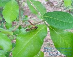 Polybia chrysothorax