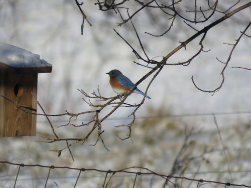 Eastern Bluebird photographed in Vermont