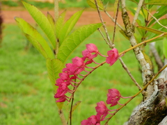 Rodriguezia lanceolata