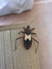 Microtomus cinctipes