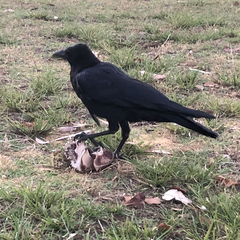 Corvus coronoides