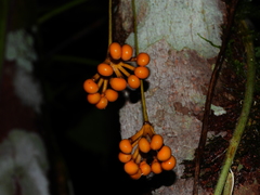 Sciadotenia cayennensis