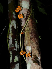 Sciadotenia cayennensis