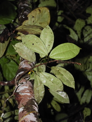 Sciadotenia cayennensis