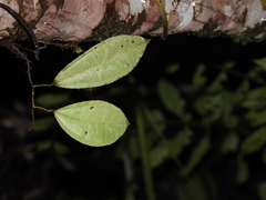 Sciadotenia cayennensis
