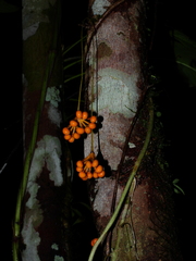 Sciadotenia cayennensis