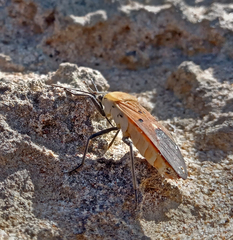 Microspilus proximus