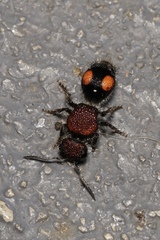 Ephutomorpha venusta