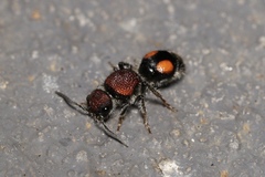 Ephutomorpha venusta