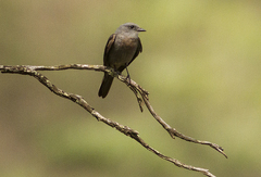 Muscipipra vetula