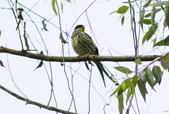 Phibalura flavirostris