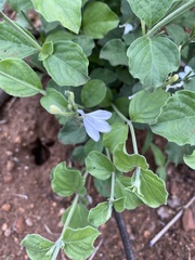 Rhinacanthus xerophilus